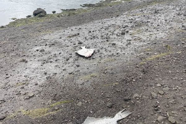 Fiskur á landi við Kópavogslæk