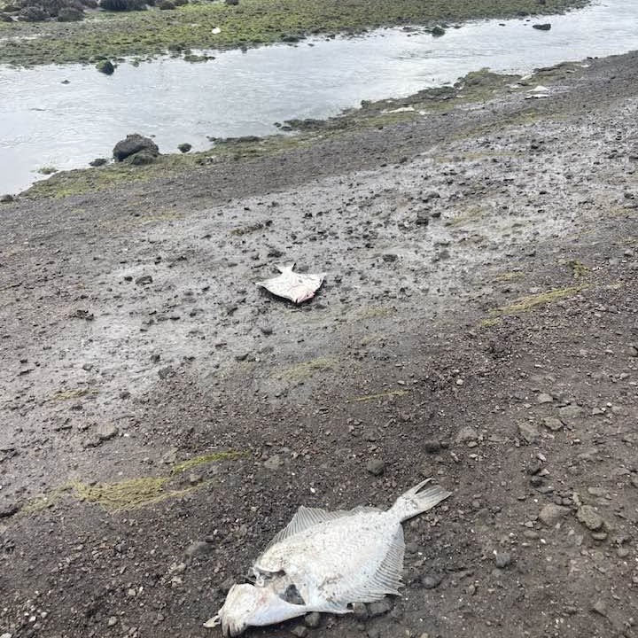 Fiskur á landi við Kópavogslæk