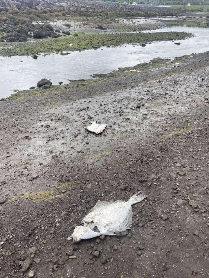Fiskur á landi við Kópavogslæk