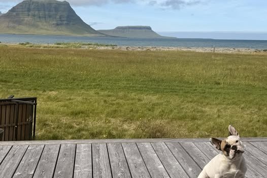 Kallaði til lögreglu vegna ástands hundapassara