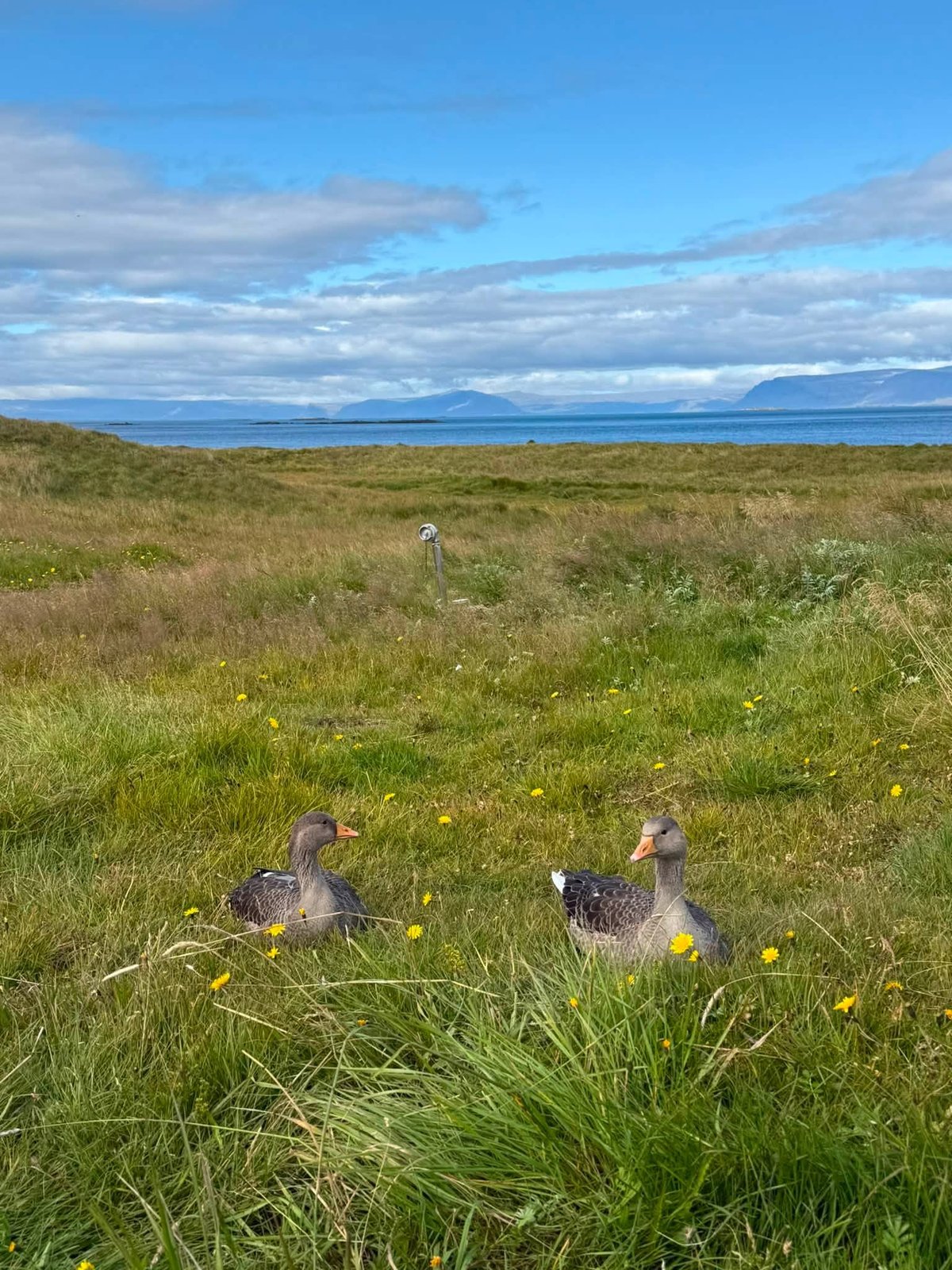 Flateyjarkirkja