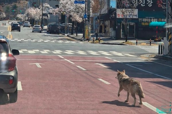 Grunnskólum lokað vegna úlfs