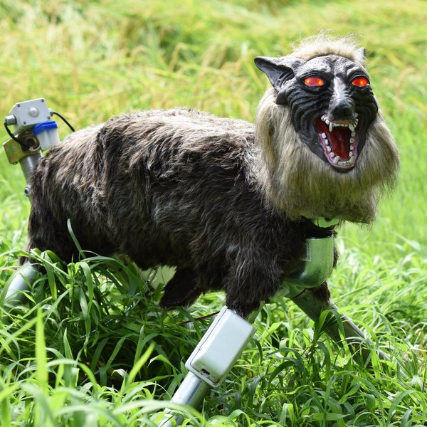 Eftirspurn eftir vélmennaúlfum eykst til muna