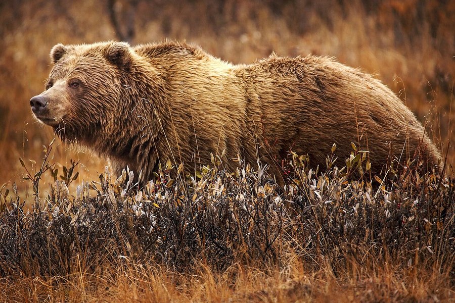 Tveir í lífshættu eftir að bjarndýr réðst á skólahóp