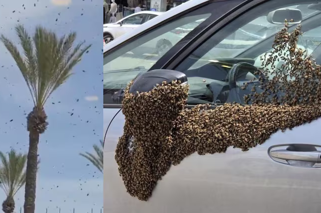 Risastór býflugnasveimur yfir Ísrael túlkaður sem fyrirboði