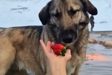 Frægasti hundur Íslands er sex ára í dag