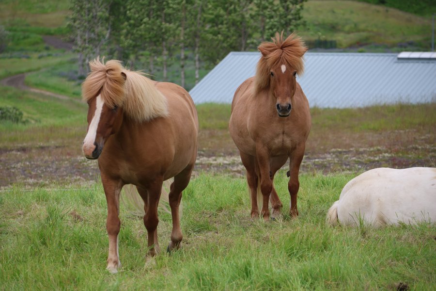 MAST sendir áminningu vegna veikinda hjá íslenskum hestum