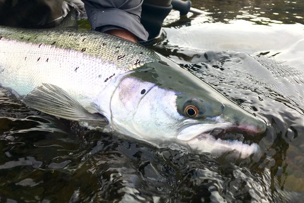 Veiðimaður ákærður