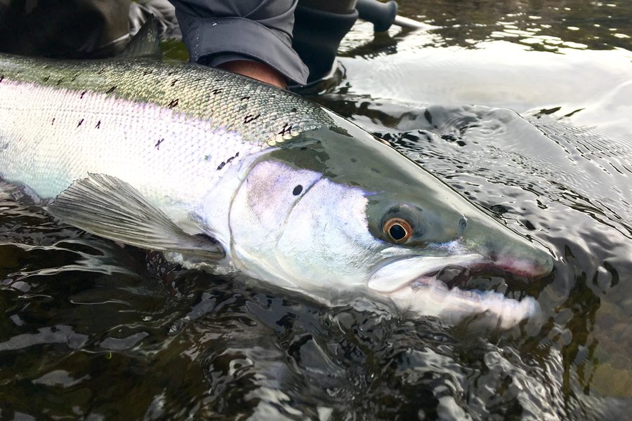 Veiðimaður ákærður