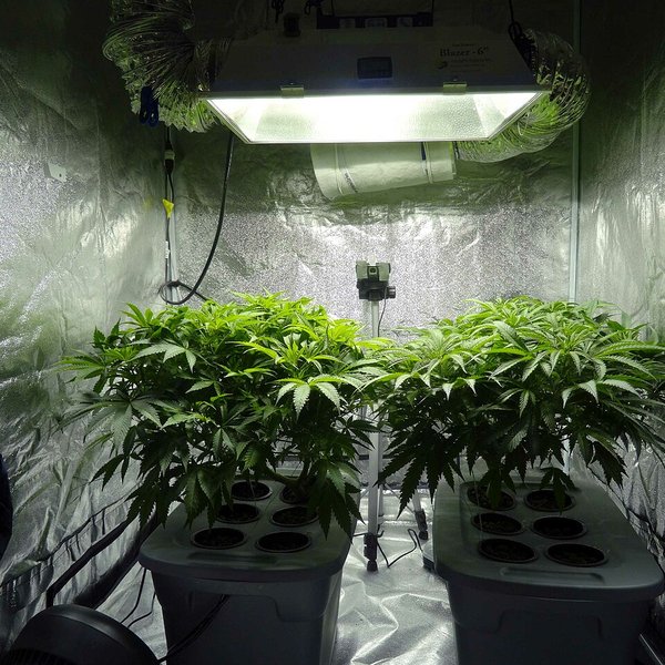 Stórtæk kannabisræktun á Vestfjörðum upprætt