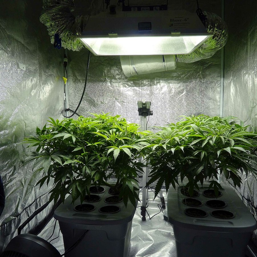 Stórtæk kannabisræktun á Vestfjörðum upprætt