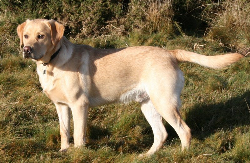 Hundur Labrador