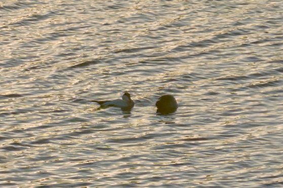 Náði myndum af sel drepa æðarfugl