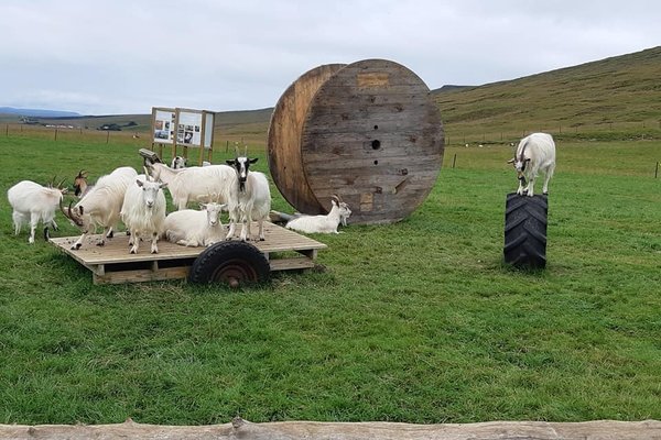 Háafell – Geitfjársetur – Þar sem vinalegar geitur taka vel á móti þér!