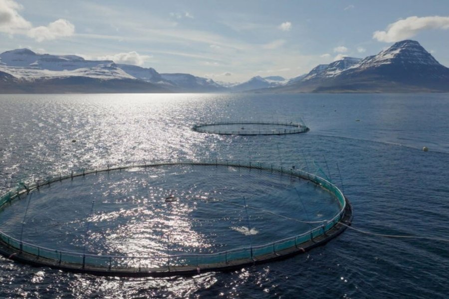 Grunur um mögulegt strok á eldisfiski í Reyðarfirði