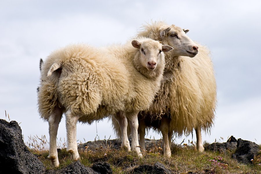 MAST tekur fé bónda á Úthéraði