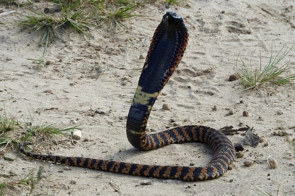 Þýskur ferðamaður látinn eftir bit