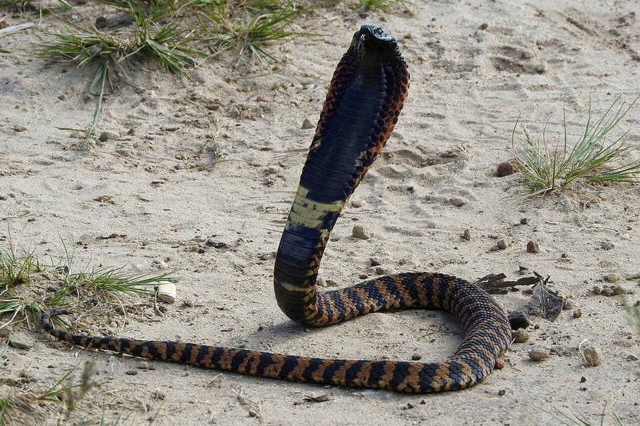 Þýskur ferðamaður látinn eftir bit