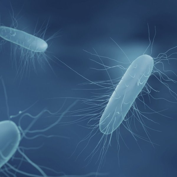 Listería í íslenskum grænmetisbollum