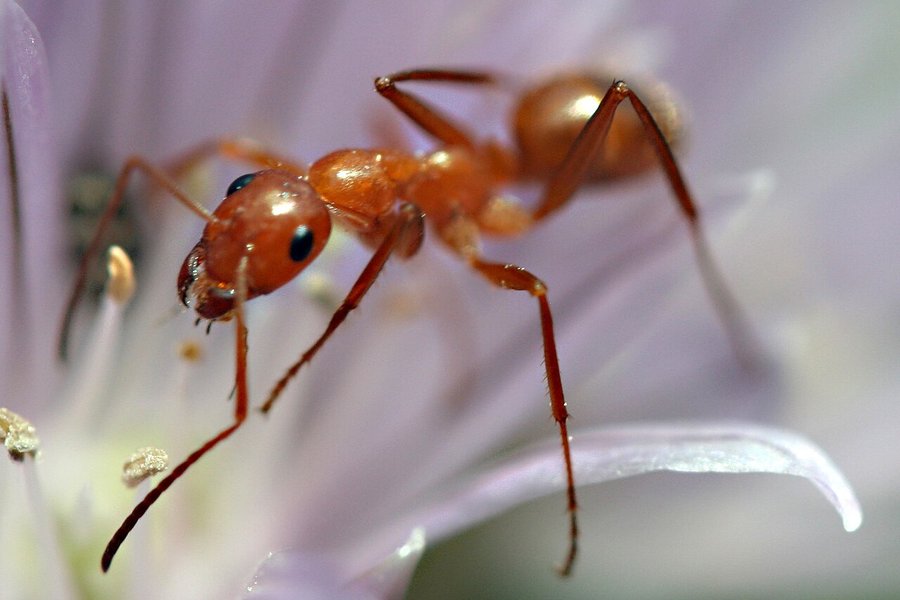 Kínverskur ríkisborgari dæmdur í fangelsi fyrir maurasmygl