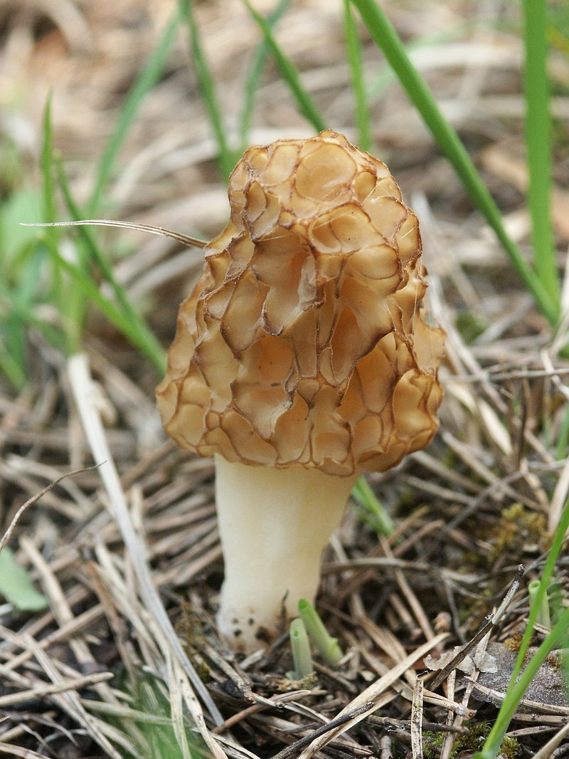 Gersveppur