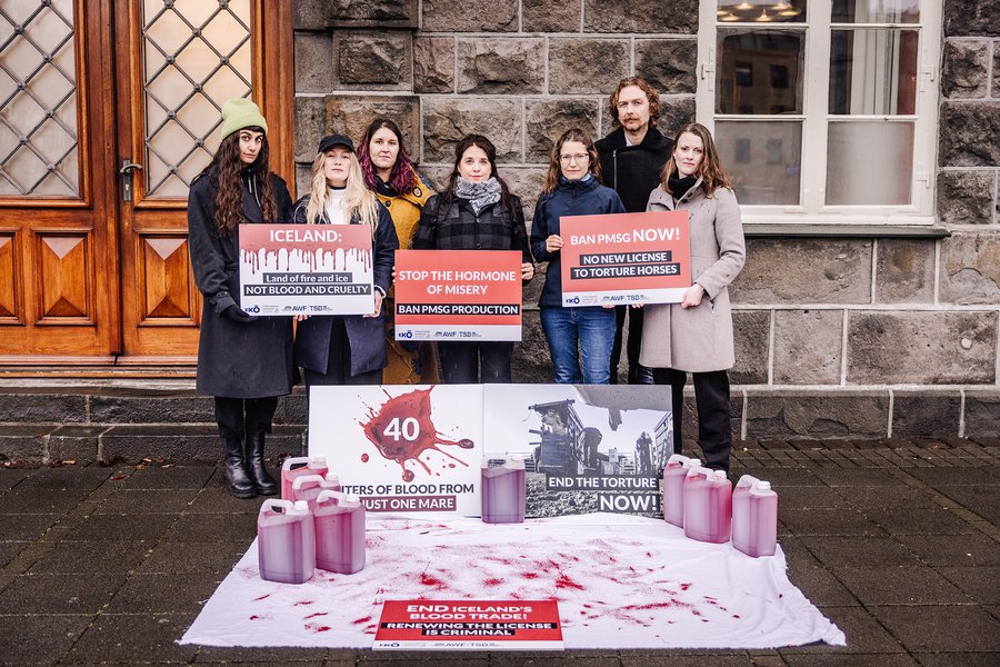 „Þetta er tækifæri Íslands til að velja dýravelferð fram yfir gróða“