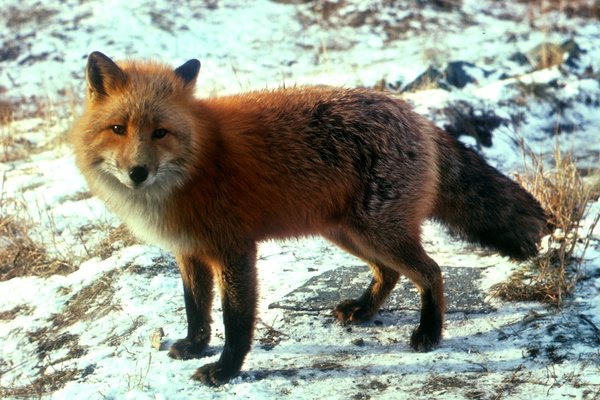 Fuglainflúensa greinist í refum á Íslandi