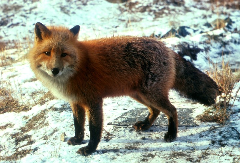 Refur