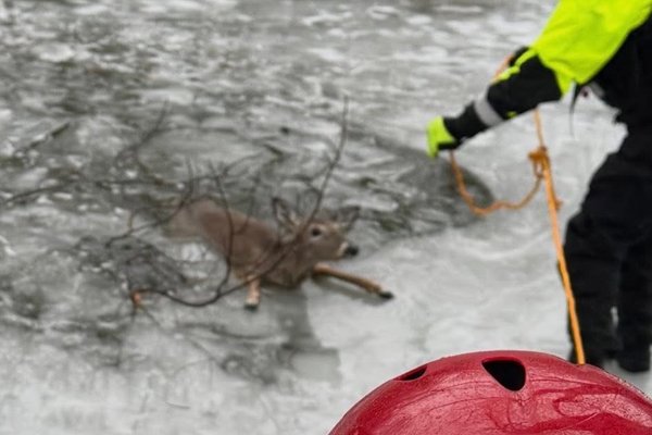 Slökkvilið bjargaði dádýri sem féll í gegnum ís