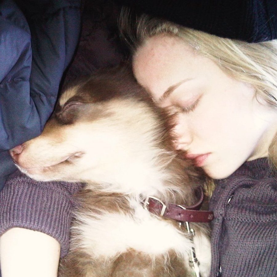 Amanda Seyfried syrgir hundinn Finn