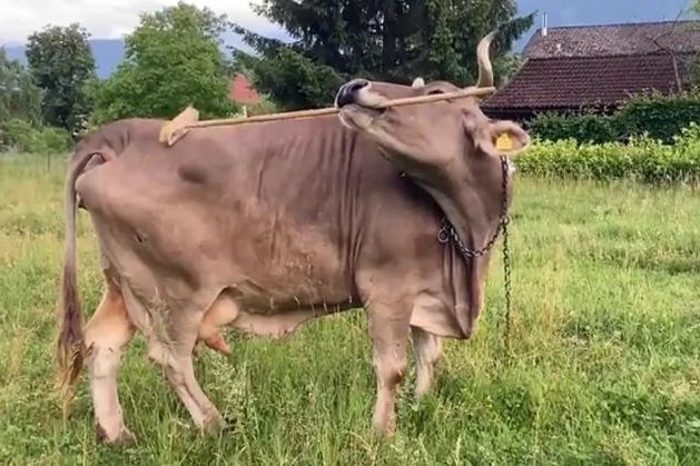 Kýrin Veróníka notar kúst til að klóra sér