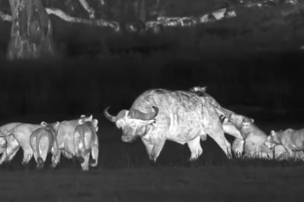 BBC fangar magnað augnablik úr náttúrunni