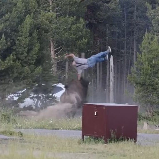 Rithöfundur hrósar Yellowstone fyrir að þyrma vísundi eftir árás á ferðamann