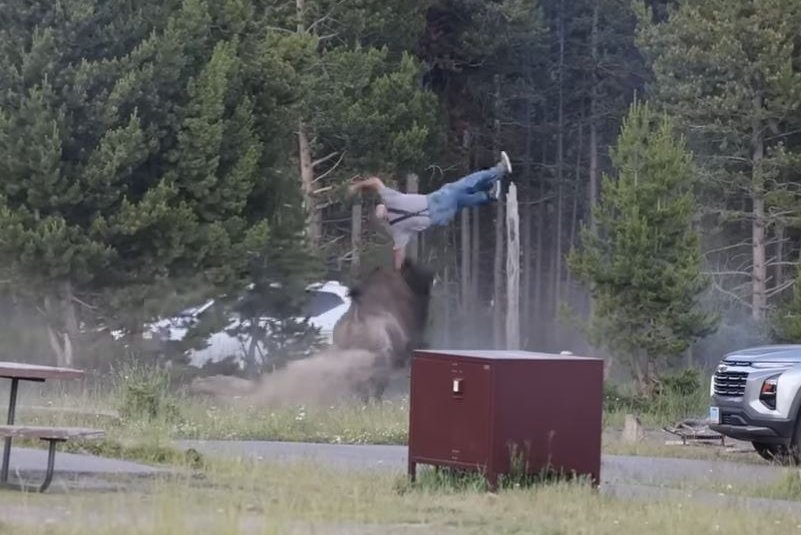 Vísundur fleygði afa nokkra metra upp í loftið