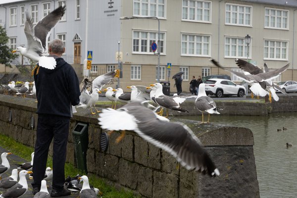 Fuglainflúensa greinist í mávum á Íslandi