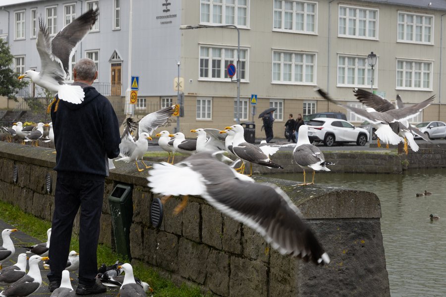 Brauðið dregur máva að Tjörninni