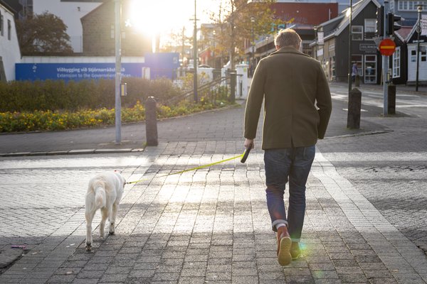 18 hundsbit í Reykjavík á árinu