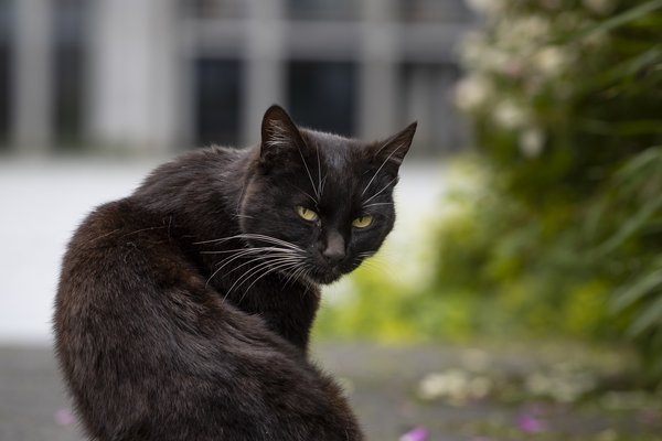Fundu dauða ketti á meðan eigandi þeirra var erlendis