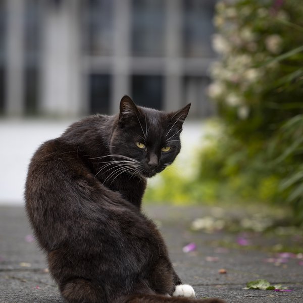 Fundu dauða ketti á meðan eigandi þeirra var erlendis