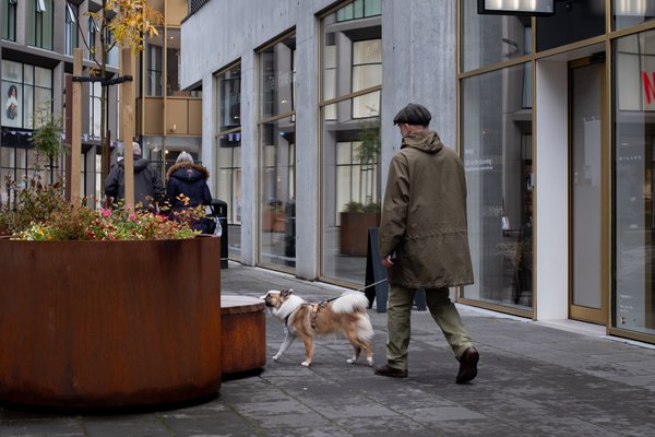 Fáir hundar í Reykjavík löglega skráðir