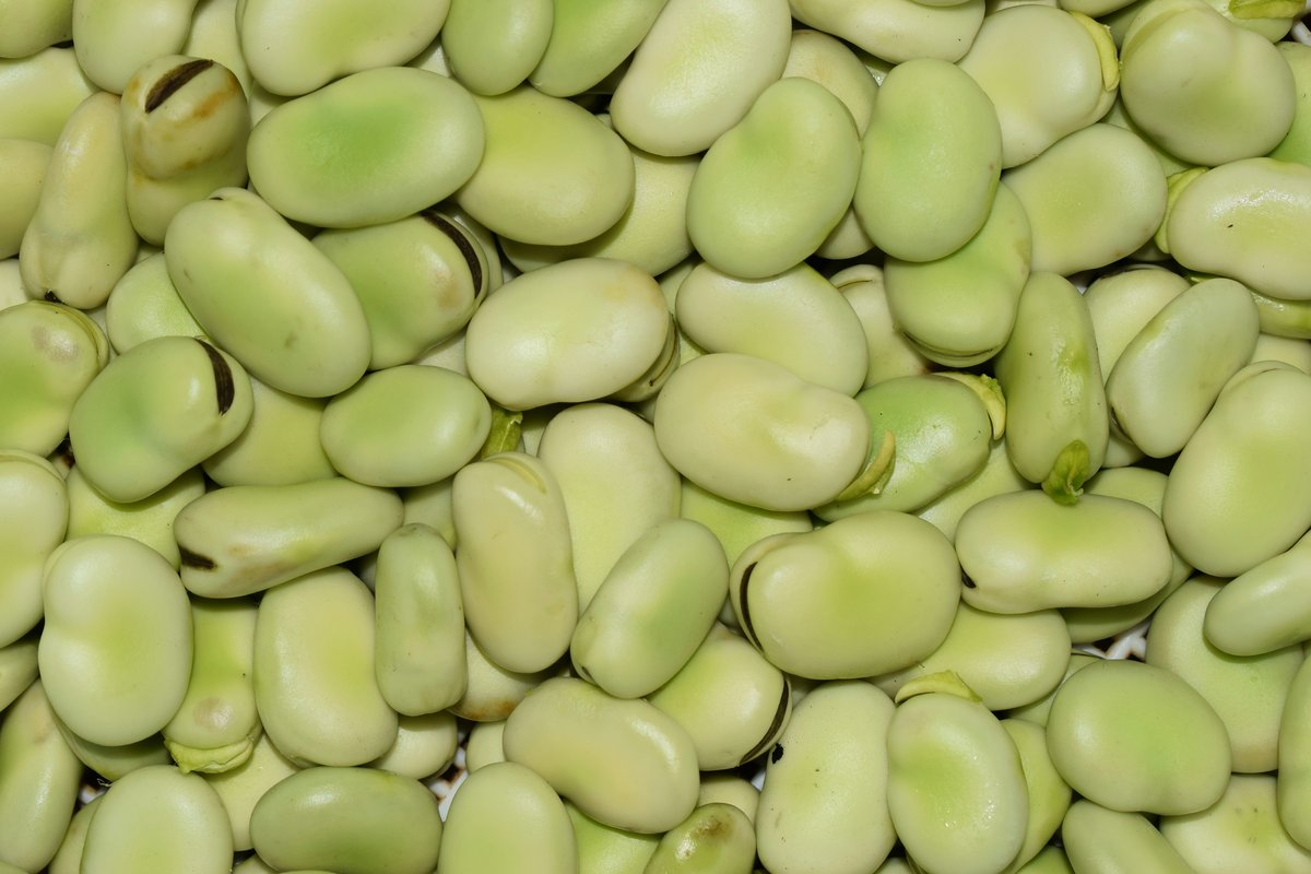 Fava baunir