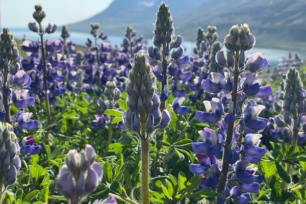 Hér verður besta veðrið um verslunarmannahelgina