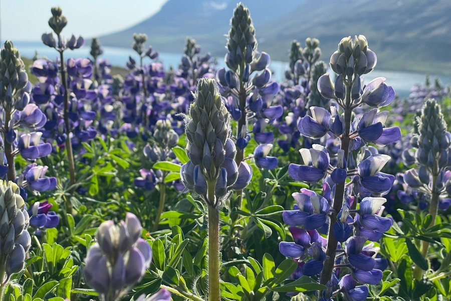 Hér verður besta veðrið um verslunarmannahelgina