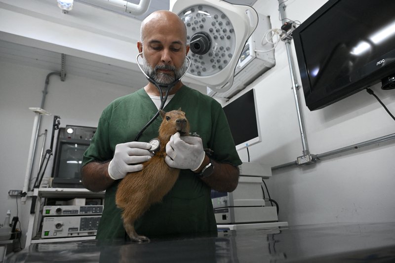 flóðsvín capybara brasilía 2