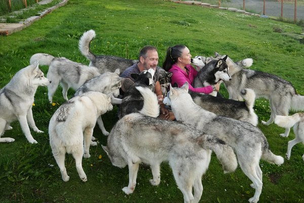 María og Gunnar eiga 28 husky hunda