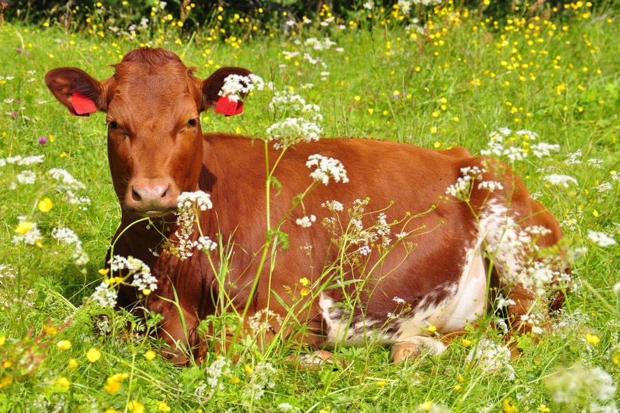Bóndi á Íslandi dæmdur í fangelsi