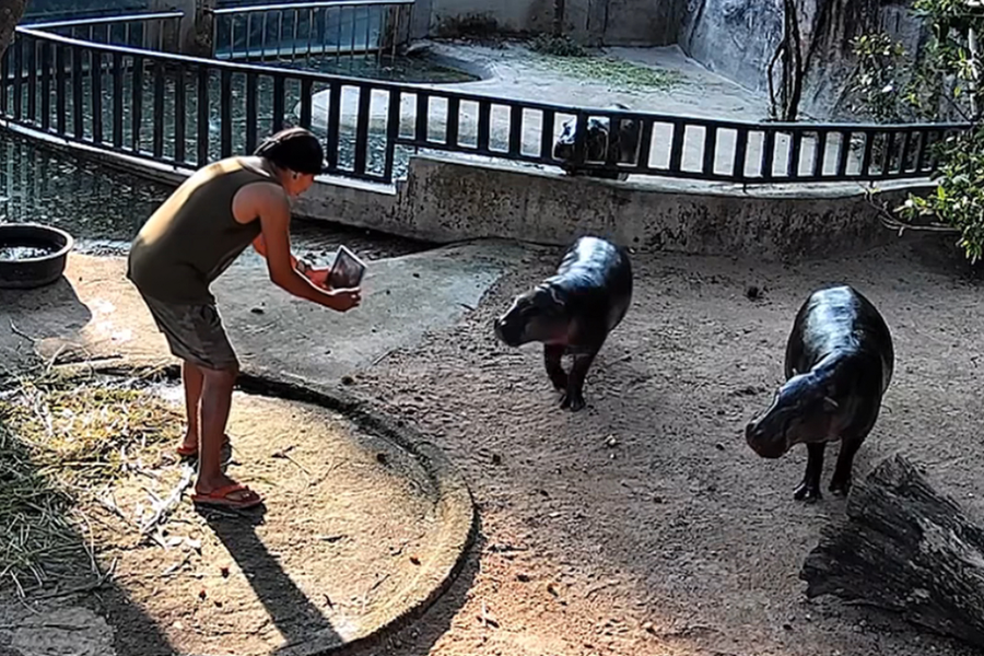 Maður braut í gerði Moo Deng