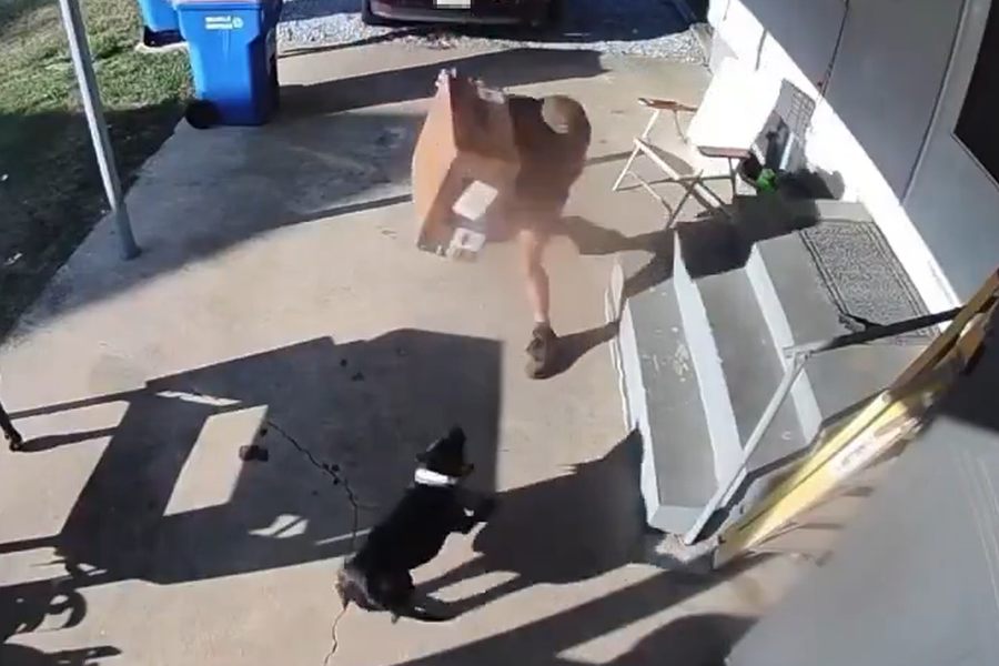 Sendill grýtti pakka í hund