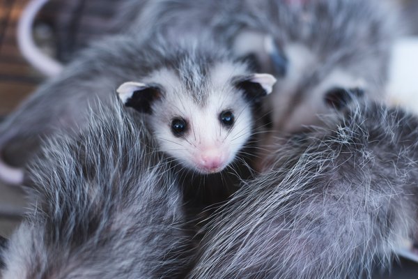 Eitt af tuskudýrum í flugvallarverslun reyndist lifandi