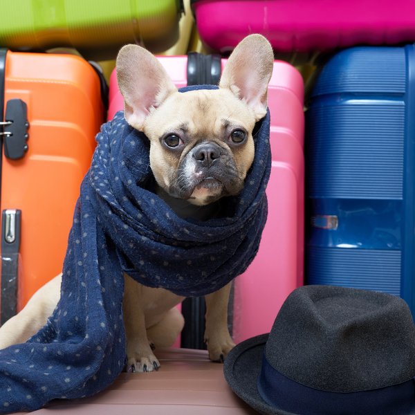 Farþega hent úr flugi ásamt tveimur bolabítum